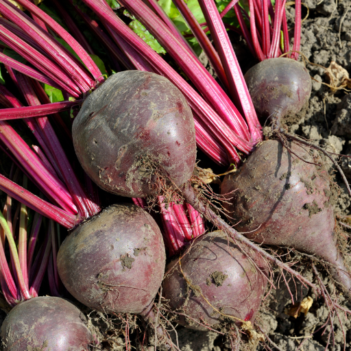 Beetroot