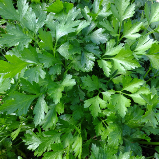 Parsley (persil)