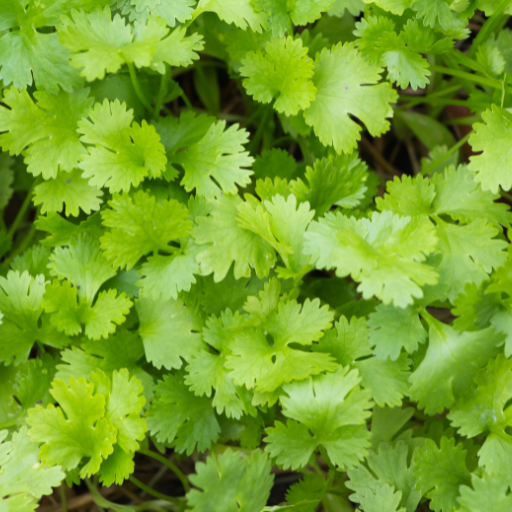 Coriander