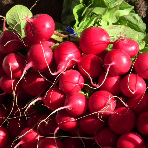 Radish (radis)