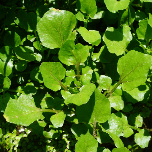 Watercress (cresson)